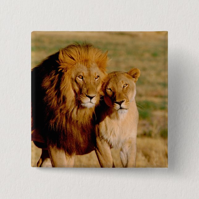 Africa, Namibia, Okonjima. Lion & lioness Pinback Button (Front)