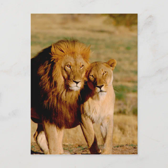 Africa Namibia Okonjima Lion Lioness Postcard Zazzle Com