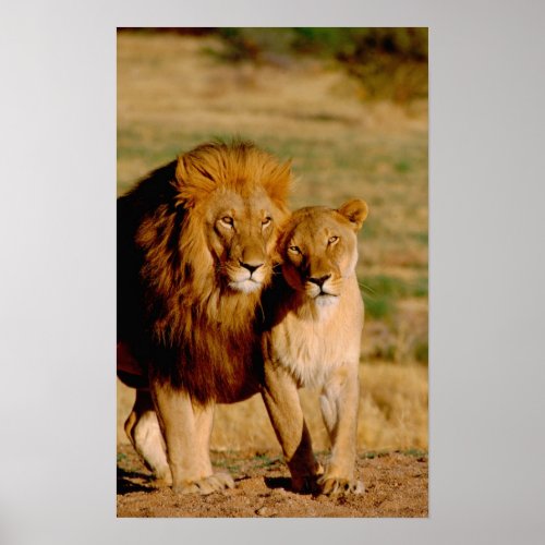 Africa Namibia Okonjima Lion  lioness Poster