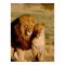 Africa, Namibia, Okonjima. Lion & lioness