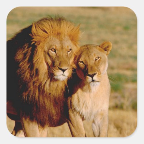 Africa Namibia Okonjima Lion  lioness Square Sticker