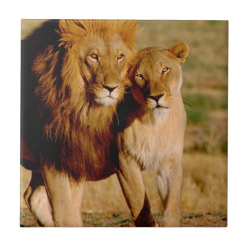 Africa Namibia Okonjima Lion  lioness Tile