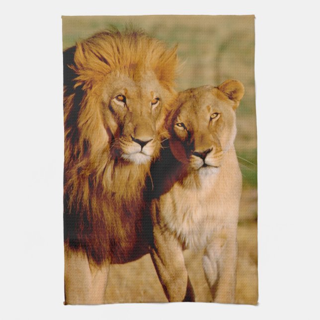Africa, Namibia, Okonjima. Lion & lioness Towel (Vertical)