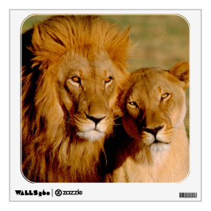 Africa, Namibia, Okonjima. Lion & lioness Wall Sticker