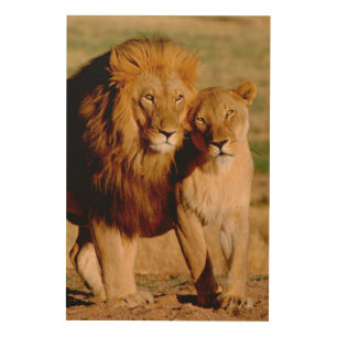 Africa, Namibia, Okonjima. Lion & lioness Wood Wall Decor