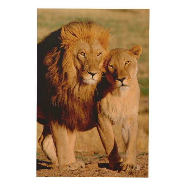 Africa, Namibia, Okonjima. Lion & lioness Wood Wall Decor (Front)