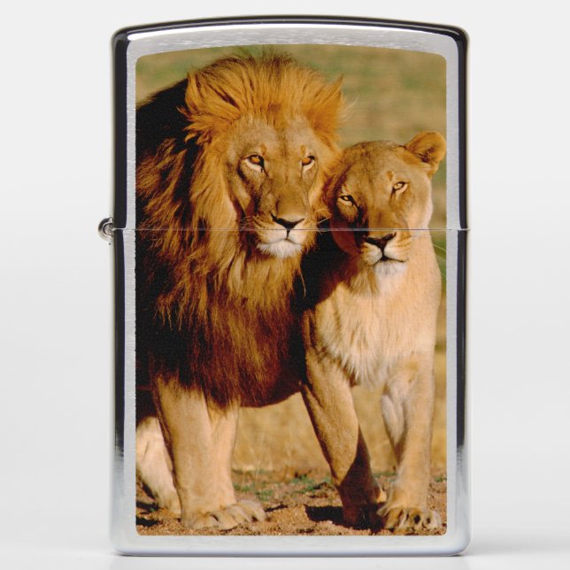 Africa, Namibia, Okonjima. Lion & lioness Zippo Lighter (Front)