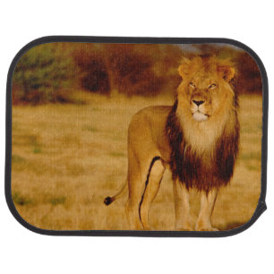 Africa, Namibia, Okonjima. Lone male lion Car Floor Mat