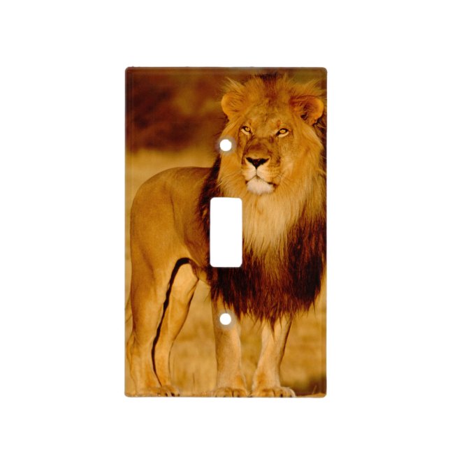 Africa, Namibia, Okonjima. Lone male lion Light Switch Cover (Front)