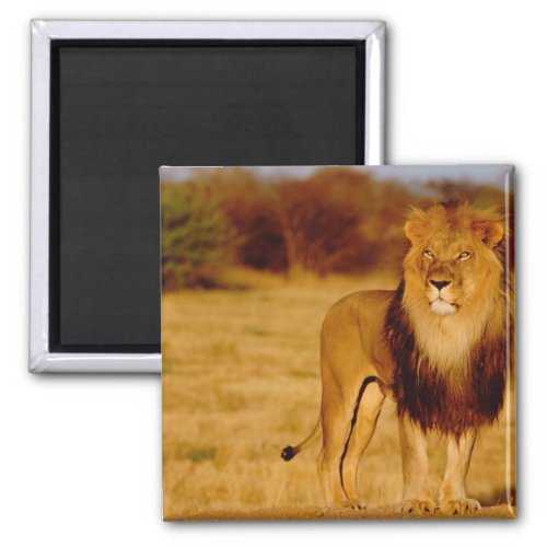 Africa Namibia Okonjima Lone male lion Magnet