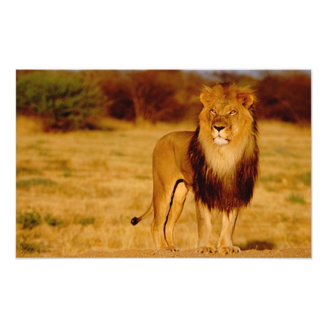 Africa, Namibia, Okonjima. Lone male lion Photo Print (Front)