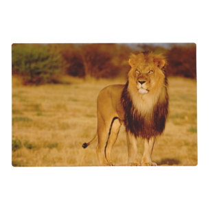 Africa, Namibia, Okonjima. Lone male lion Placemat