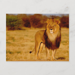 Africa, Namibia, Okonjima. Lone male lion Postcard