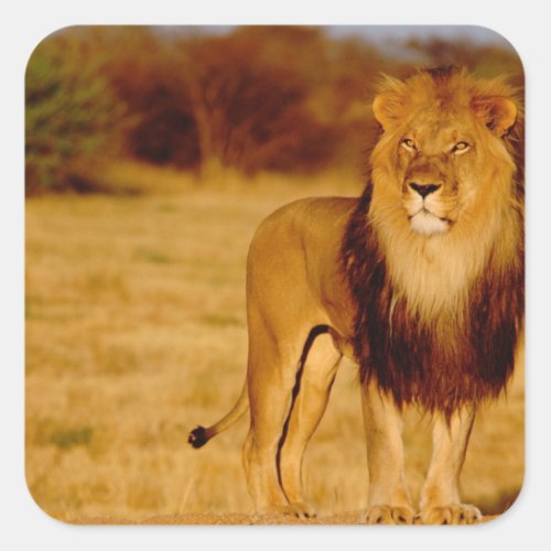 Africa Namibia Okonjima Lone male lion Square Sticker