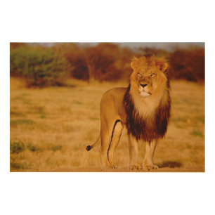 Africa, Namibia, Okonjima. Lone male lion Wood Wall Decor