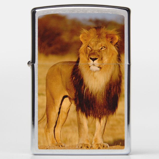 Africa, Namibia, Okonjima. Lone male lion Zippo Lighter (Front)