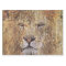 Africa safari animal wildlife majestic lion