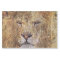 Africa safari animal wildlife majestic lion