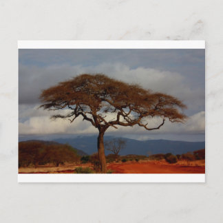 Africa Safari Nature Savanna Destiny Personalize Postcard