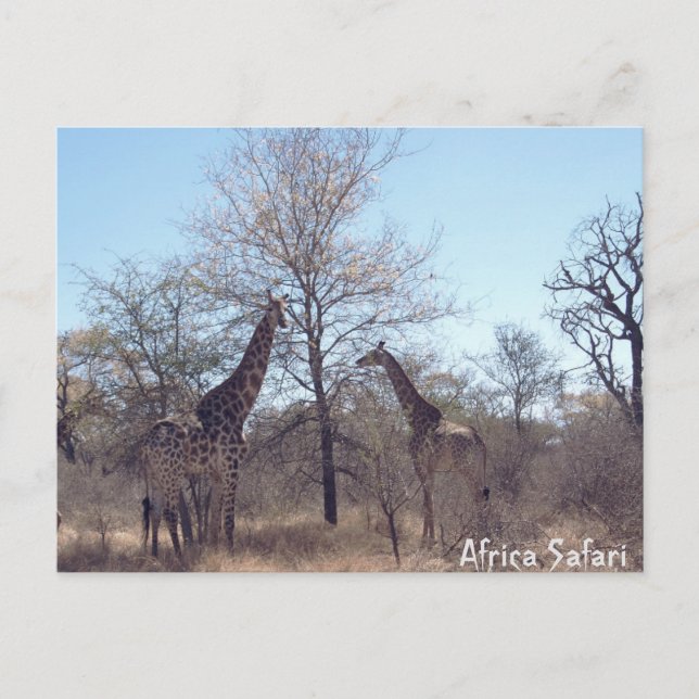 Africa Safari  Postcard (Front)