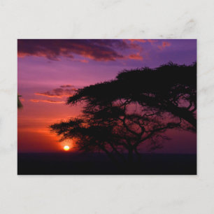 AFRICA: Serengeti Sunset Postcard