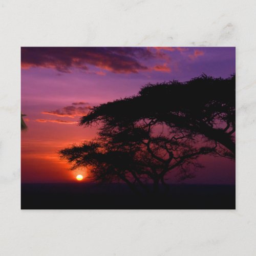 AFRICA Serengeti Sunset Postcard