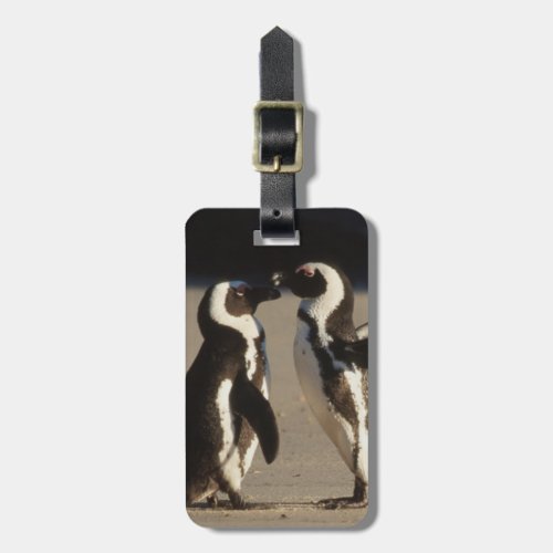 Africa South Africa Capetown area Jackass Luggage Tag