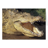 Africa, South Africa Nile crocodile (Front Horizontal)