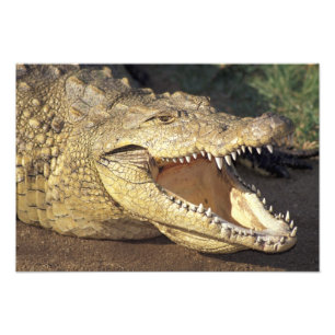 Africa, South Africa Nile crocodile Photo Print