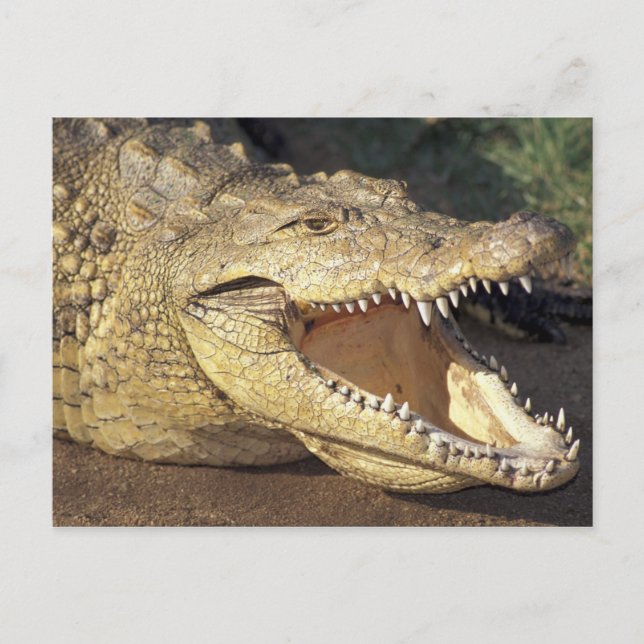 Africa, South Africa Nile crocodile Postcard (Front)