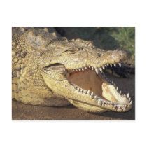 Africa, South Africa Nile crocodile Postcard