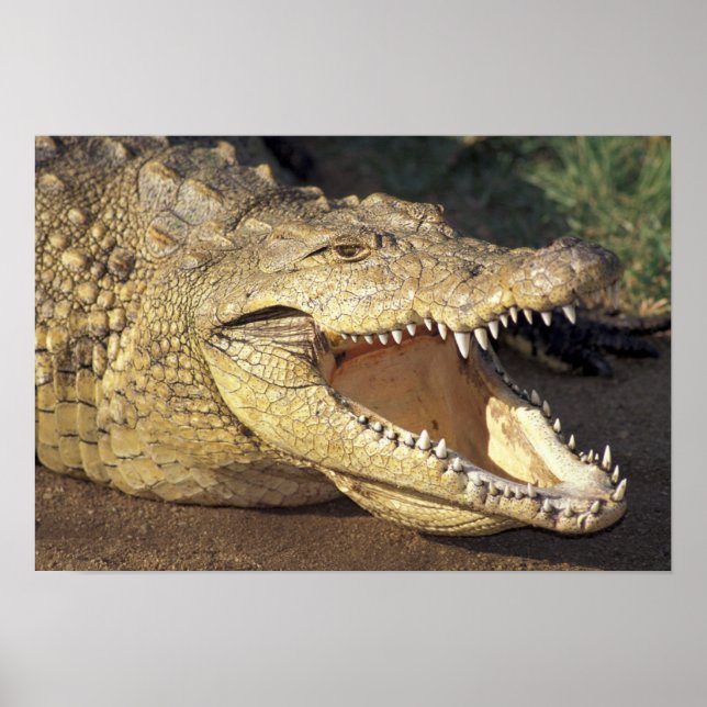 Africa, South Africa Nile crocodile Poster (Front)