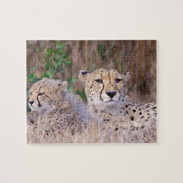 Africa, South Africa, Tswalu Reserve. Cheetahs Jigsaw Puzzle (Horizontal)