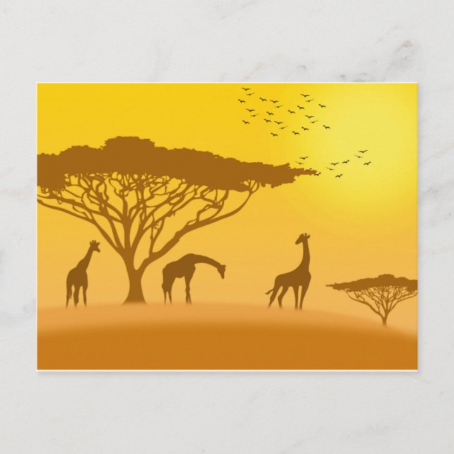Africa Sunset Silhouette Postcard (Front)
