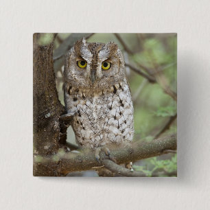 Africa. Tanzania. African Scops Owl at Tarangire 2 Pinback Button