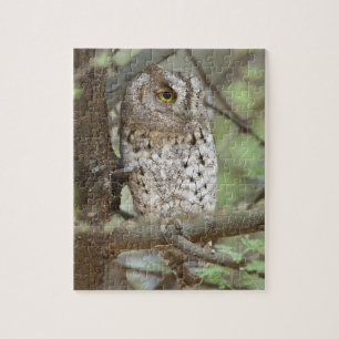 Africa. Tanzania. African Scops Owl at Tarangire Jigsaw Puzzle
