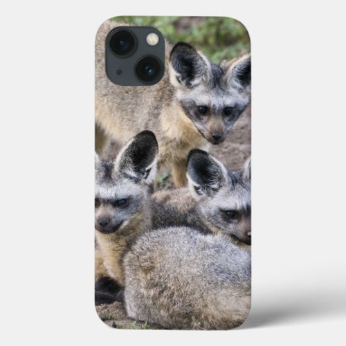 Africa Tanzania Bat_Eared Foxes at Ndutu in iPhone 13 Case