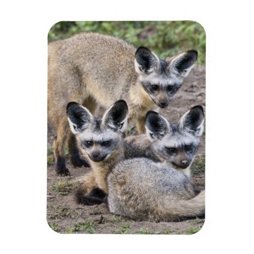 Africa Tanzania Bat_Eared Foxes at Ndutu in Magnet