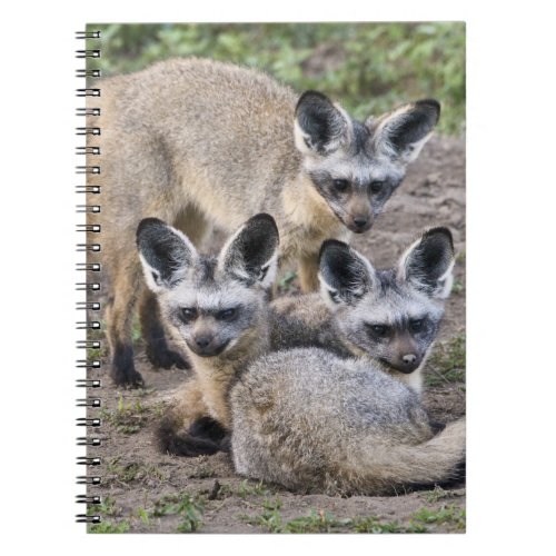 Africa Tanzania Bat_Eared Foxes at Ndutu in Notebook