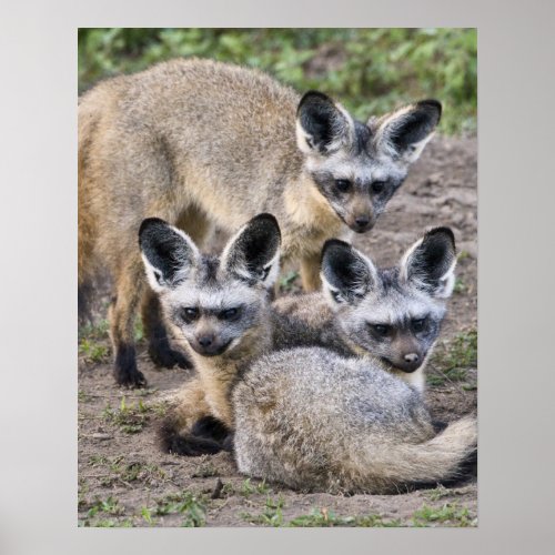 Africa Tanzania Bat_Eared Foxes at Ndutu in Poster