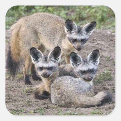 Africa Tanzania Bat_Eared Foxes at Ndutu in Square Sticker