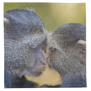 Africa. Tanzania. Blue Monkey mother with young Cloth Napkin