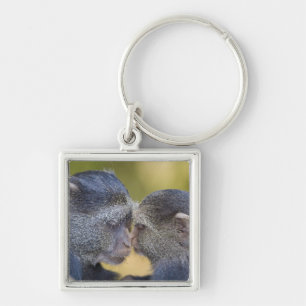 Africa. Tanzania. Blue Monkey mother with young Keychain