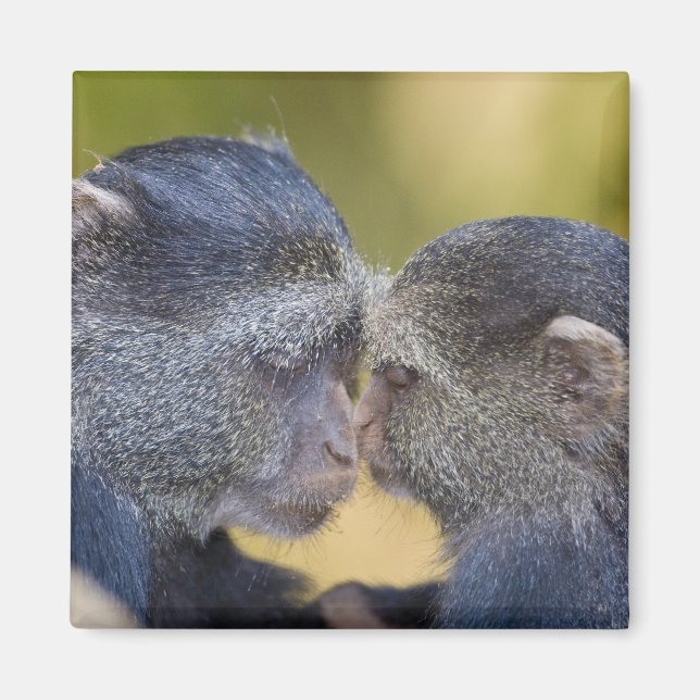 Africa. Tanzania. Blue Monkey mother with young Magnet (Front)