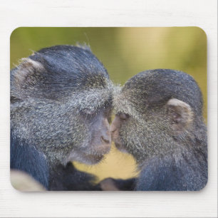 Africa. Tanzania. Blue Monkey mother with young Mouse Pad