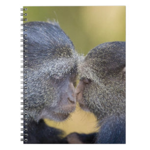 Africa. Tanzania. Blue Monkey mother with young Notebook