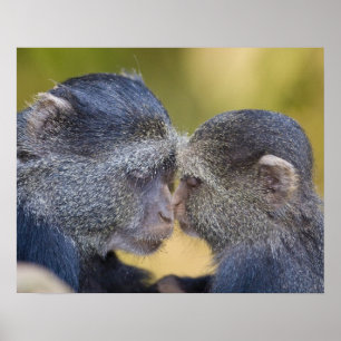 Africa. Tanzania. Blue Monkey mother with young Poster