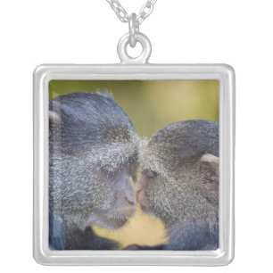 Africa. Tanzania. Blue Monkey mother with young Silver Plated Necklace