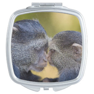 Africa. Tanzania. Blue Monkey mother with young Vanity Mirror