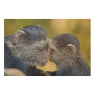 Africa. Tanzania. Blue Monkey mother with young Wood Wall Decor